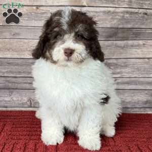 York, Mini Bernedoodle Puppy